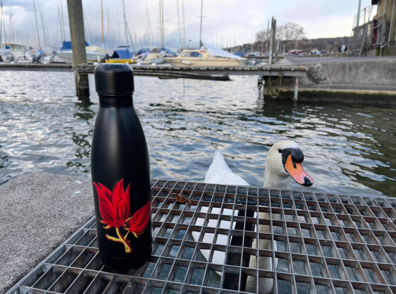 Hibiscus Black Bottle